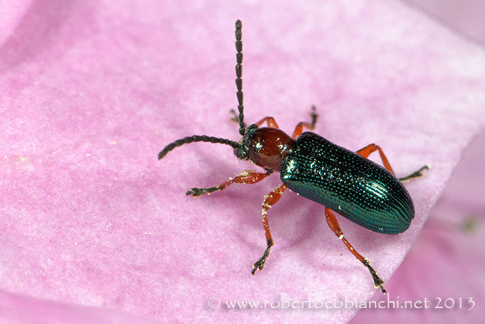 Oulema sp.